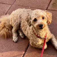 Pluto, a male Poodle - Toy  for sale in Mastic, NY – Photo 2 of 3