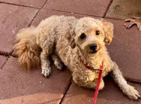 Pluto, a male Poodle - Toy  for sale in Mastic, NY – Photo 2 of 3