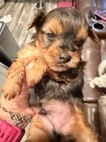 Baby Blue, a male Yorkshire Terrier for sale in Williamsburg, VA – 3 of 3