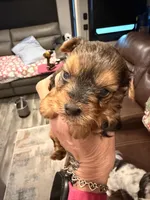 Baby Blue, a male Yorkshire Terrier for sale in Williamsburg, VA – 2 of 3