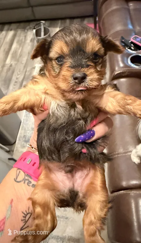 Baby Blue, a male Yorkshire Terrier for sale in Williamsburg, VA – 1 of 3