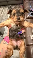 Baby Blue, a male Yorkshire Terrier for sale in Williamsburg, VA – 1 of 3