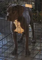 Magie, a female Dogo Argentino and Perro de Presa Canario for sale in Citra, FL – Photo 1 of 4