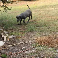 Magie, a female Dogo Argentino and Perro de Presa Canario for sale in Citra, FL – Photo 2 of 4