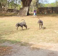 Magie, a female Dogo Argentino and Perro de Presa Canario for sale in Citra, FL – Photo 4 of 4