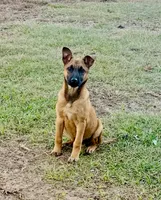Pancho, a male Belgian Malinois for sale in Citra, FL – Photo 2 of 2