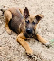 Pancho, a male Belgian Malinois for sale in Citra, FL – Photo 1 of 2