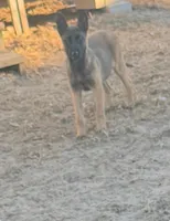 Foxy, a female Belgian Malinois for sale in Citra, FL – Photo 2 of 5