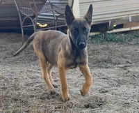 Foxy, a female Belgian Malinois for sale in Citra, FL – Photo 5 of 5