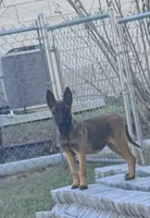 Foxy, a female Belgian Malinois for sale in Citra, FL – Photo 4 of 5