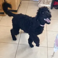 Nova, a female Poodle - Standard  for sale in Citra, FL – Photo 2 of 3