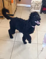 Nova, a female Poodle - Standard  for sale in Citra, FL – Photo 2 of 3