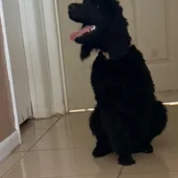 Nova, a female Poodle - Standard  for sale in Citra, FL – Photo 3 of 3