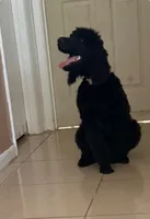 Nova, a female Poodle - Standard  for sale in Citra, FL – Photo 3 of 3