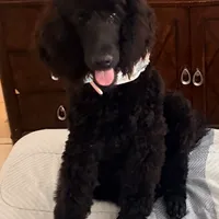 Nova, a female Poodle - Standard  for sale in Citra, FL – Photo 1 of 3