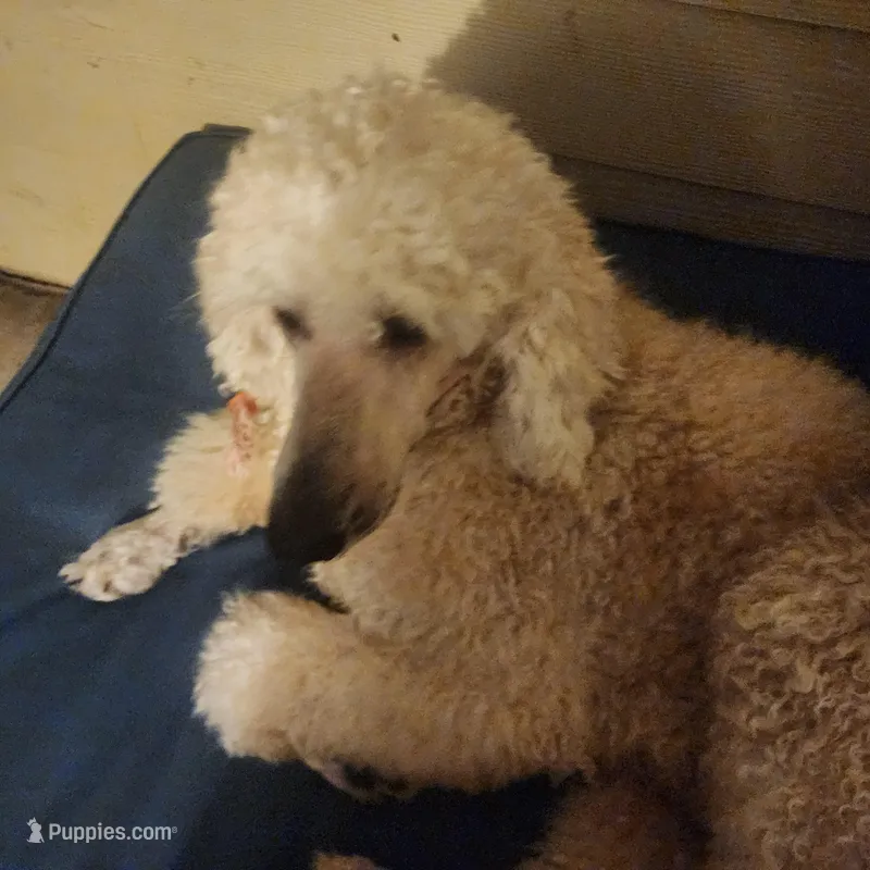 Gus, a male Poodle - Multi-Colored Standard for sale in Citra, FL – Photo 1 of 3