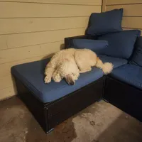 Gus, a male Poodle - Multi-Colored Standard for sale in Citra, FL – Photo 3 of 3