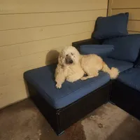 Gus, a male Poodle - Multi-Colored Standard for sale in Citra, FL – Photo 2 of 3