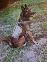 Sam, a male Belgian Malinois for sale in Citra, FL – Photo 1 of 8