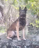 Sam, a male Belgian Malinois for sale in Citra, FL – Photo 3 of 8