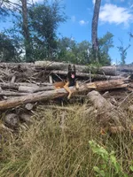 Sam, a male Belgian Malinois for sale in Citra, FL – Photo 6 of 8