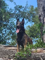 Sam, a male Belgian Malinois for sale in Citra, FL – Photo 2 of 8