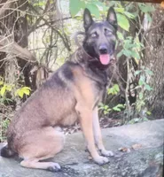 Sam, a male Belgian Malinois for sale in Citra, FL – Photo 8 of 8