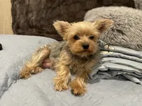 Cookie, a male Yorkshire Terrier for sale in Victorville, CA – 7 of 10