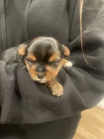 Cookie, a male Yorkshire Terrier for sale in Victorville, CA – 3 of 10