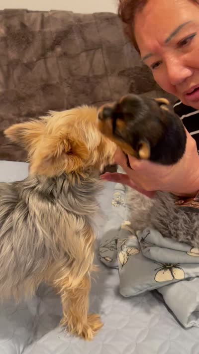 Cookie, a male Yorkshire Terrier for sale in Victorville, CA – 10 of 10
