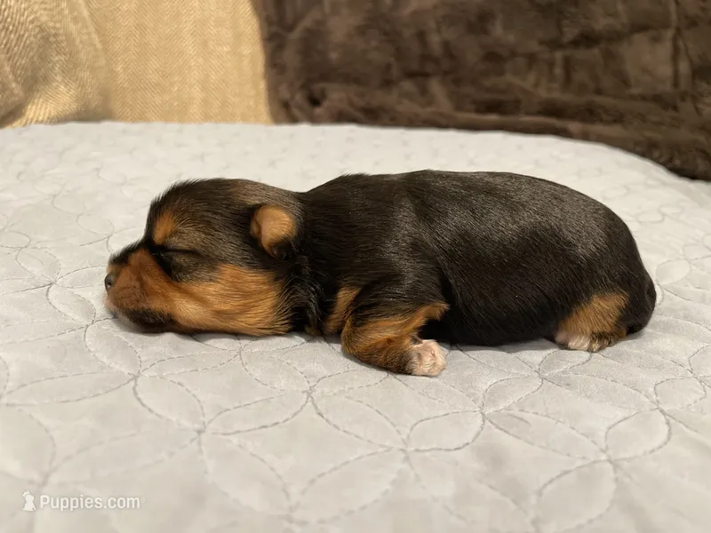 Cookie – Yorkshire Terrier puppy for sale in Victorville, CA