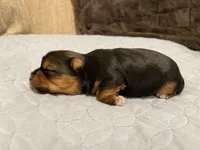 Cookie, a male Yorkshire Terrier for sale in Victorville, CA – 1 of 10