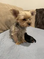 Cookie, a male Yorkshire Terrier for sale in Victorville, CA – 6 of 10