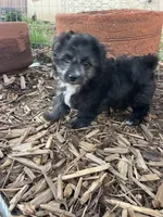 Panda, a female Maltipoo for sale in Victorville, CA – Photo 10 of 10