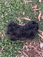 Panda, a female Maltipoo for sale in Victorville, CA – Photo 6 of 10