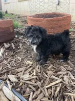 Panda, a female Maltipoo for sale in Victorville, CA – Photo 4 of 10