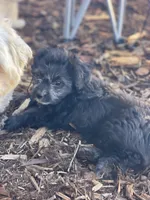 Panda, a female Maltipoo for sale in Victorville, CA – Photo 8 of 10