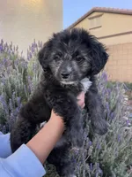 Panda, a female Maltipoo for sale in Victorville, CA – Photo 3 of 10