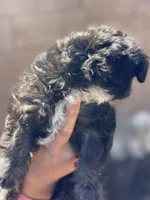 Panda, a female Maltipoo for sale in Victorville, CA – Photo 7 of 10