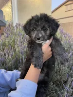 Panda, a female Maltipoo for sale in Victorville, CA – Photo 1 of 10