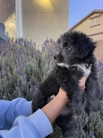 Panda, a female Maltipoo for sale in Victorville, CA – Photo 2 of 10