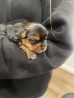 Cookie, a male Yorkshire Terrier for sale in Victorville, CA – 5 of 10