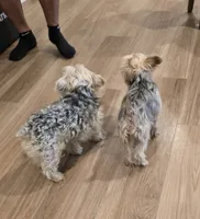Cookie, a male Yorkshire Terrier for sale in Victorville, CA – 8 of 10