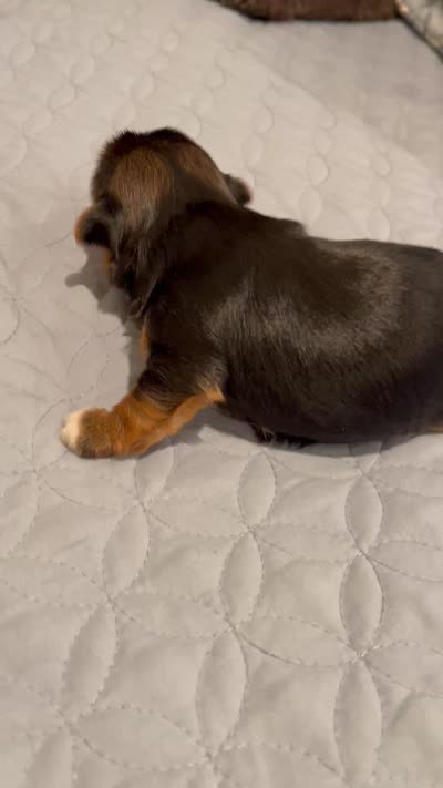Cookie, a male Yorkshire Terrier for sale in Victorville, CA – 9 of 10