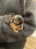 Cookie, a male Yorkshire Terrier for sale in Victorville, CA – 4 of 10