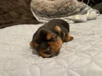 Cookie, a male Yorkshire Terrier for sale in Victorville, CA – 2 of 10