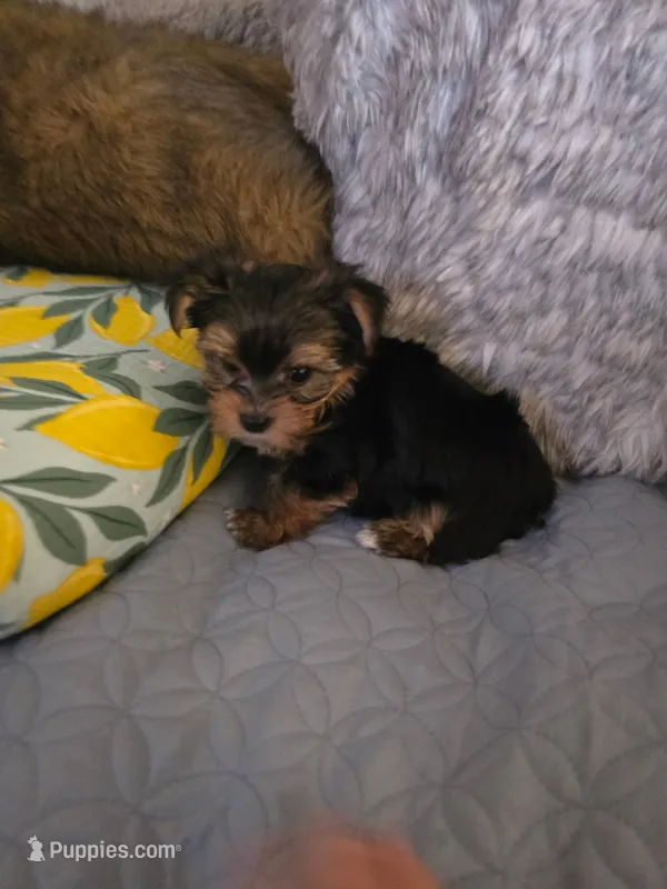 Cookie – Yorkshire Terrier puppy for sale in Victorville, CA