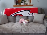 Missy, a female Chihuahua for sale in Springfield, MO – 3 of 4