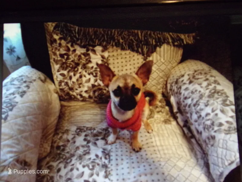 Missy – Chihuahua puppy for sale in Springfield, MO