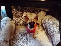 Missy, a female Chihuahua for sale in Springfield, MO – 1 of 4